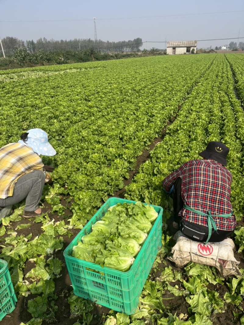 精品意大利生菜大量上市，欢迎电商老板来谈