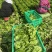 精品意大利生菜大量上市，欢迎电商老板来谈
