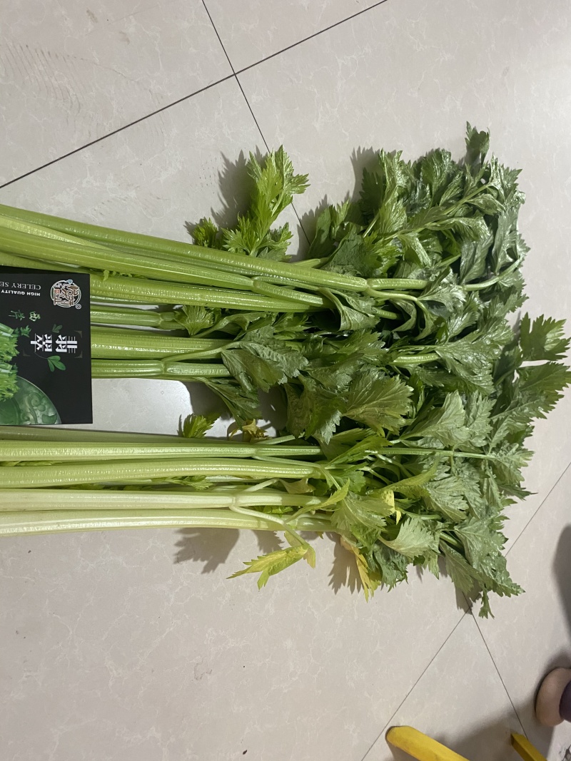 芹菜种子叶柄黄绿色纤维少早熟西芹种子高产包邮