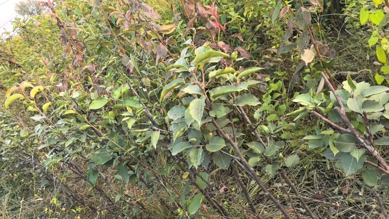 吉林省四平市梨树县挚友苗木基地培育龙源洋梨