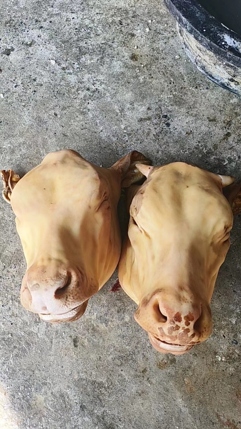 火燎牛头带口条，厂家直发常年有货支持拿样品质保证。