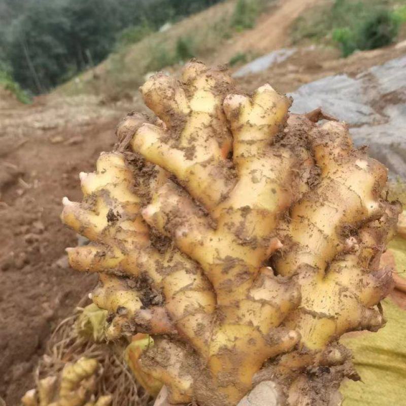 贵州安顺二黄姜吃味好耐运输欢迎各位老板骚扰
