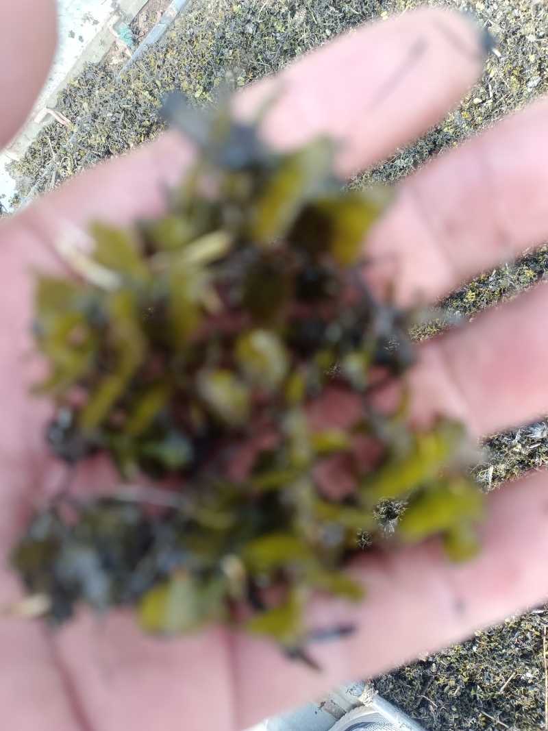 麦黄草种子也叫菹草芽孢