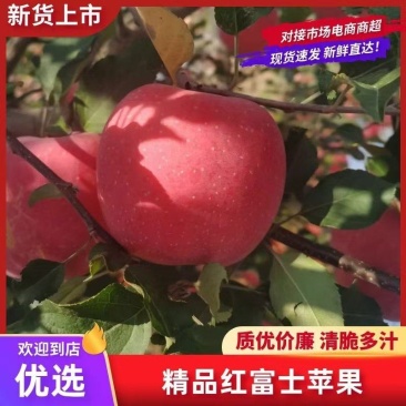 陕西红富士苹果个头大品质好量大从优可供商超市场批发