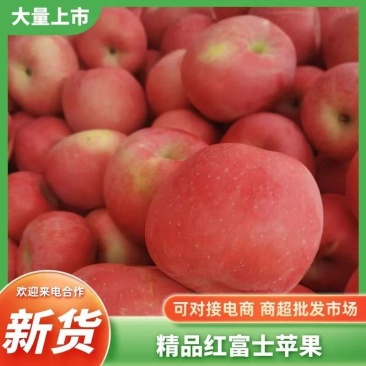 万亩陕西白水红富士苹果货源充足品质保障诚信经营