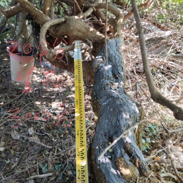广西钦州三角梅紫花三角梅苗圃直发长期供货量大有货代发