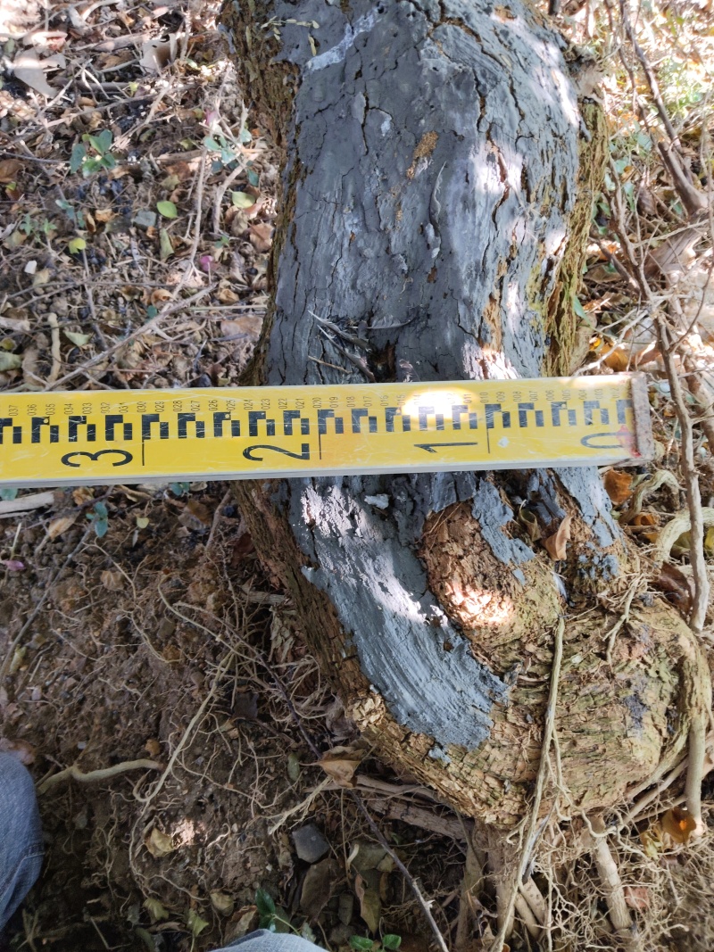广西钦州三角梅紫花三角梅苗圃直发长期供货量大有货代发