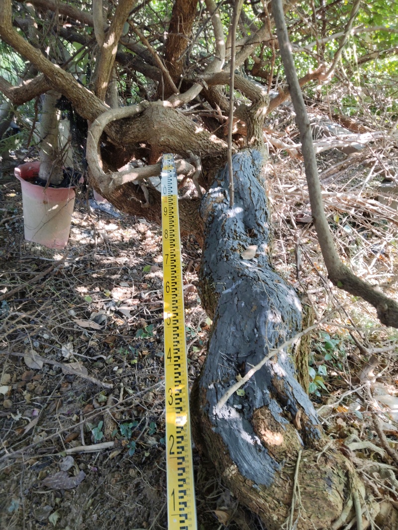广西钦州三角梅紫花三角梅苗圃直发长期供货量大有货代发