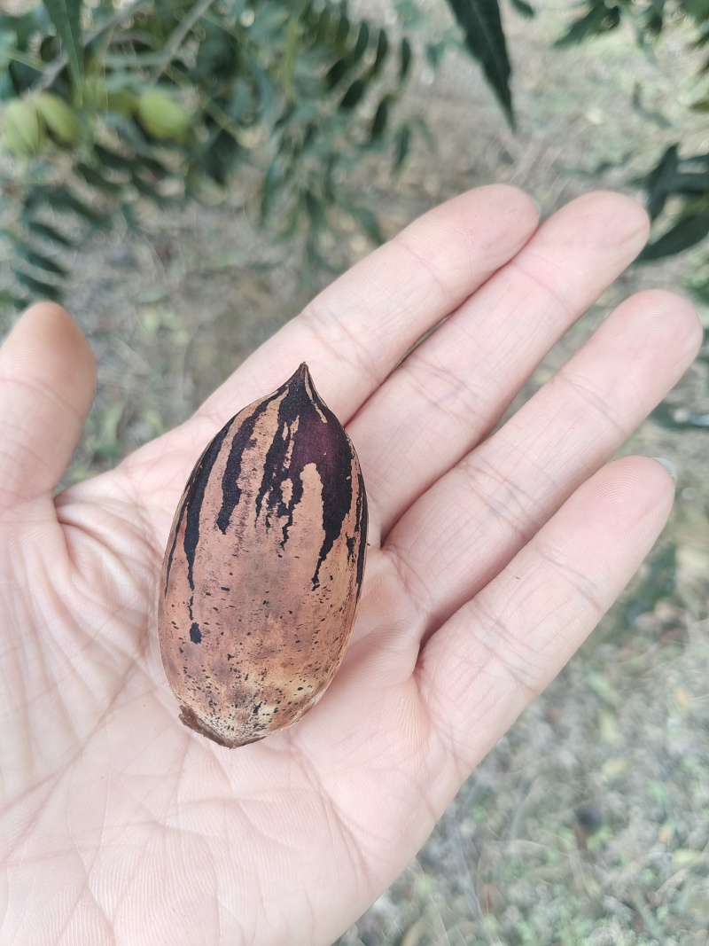 碧根果/河南碧根果园/新鲜碧根果现摘现发价格可谈