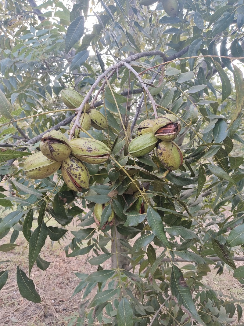 碧根果/河南碧根果园/新鲜碧根果现摘现发价格可谈