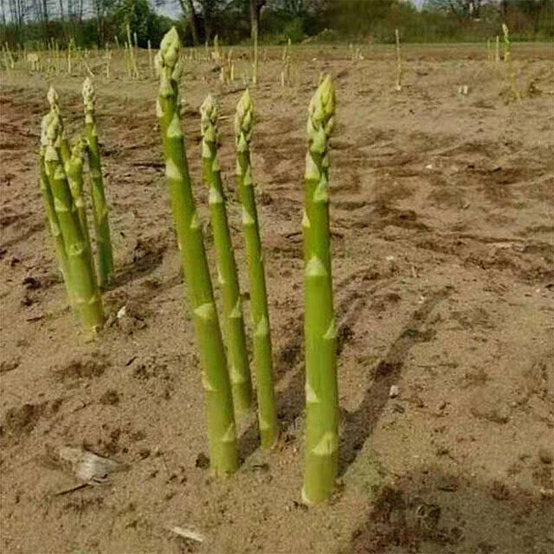 芦笋苗四季蔬菜芦笋根苗青芦笋苗养金蝉芦笋苗穴苗大田地苗根