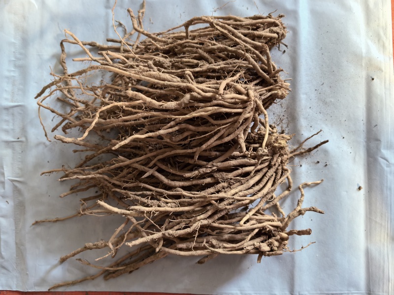 芦笋苗四季蔬菜芦笋根苗青芦笋苗养金蝉芦笋苗穴苗大田地苗根