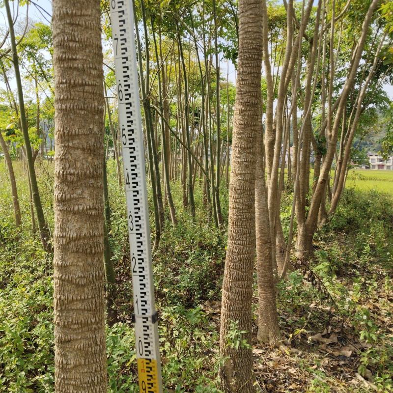 广西钦州钦北平安树(广伞枫)苗圃直发长期供货量大有货代发