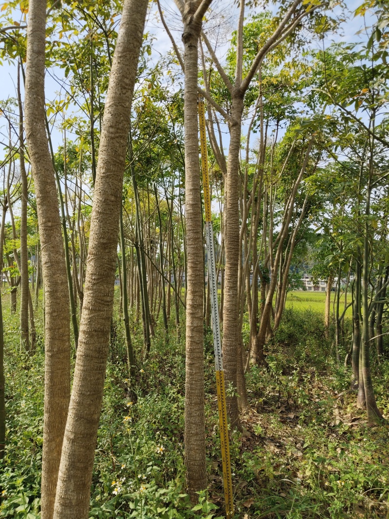 广西钦州钦北平安树(广伞枫)苗圃直发长期供货量大有货代发