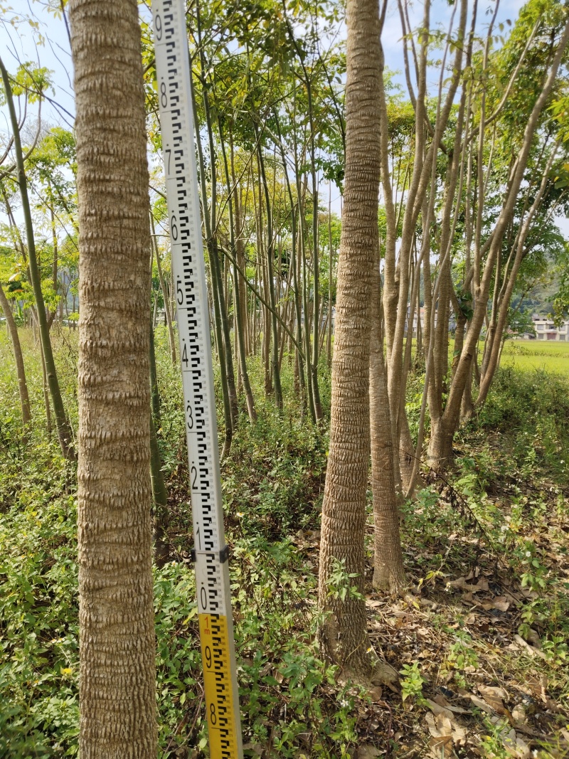 广西钦州钦北平安树(广伞枫)苗圃直发长期供货量大有货代发