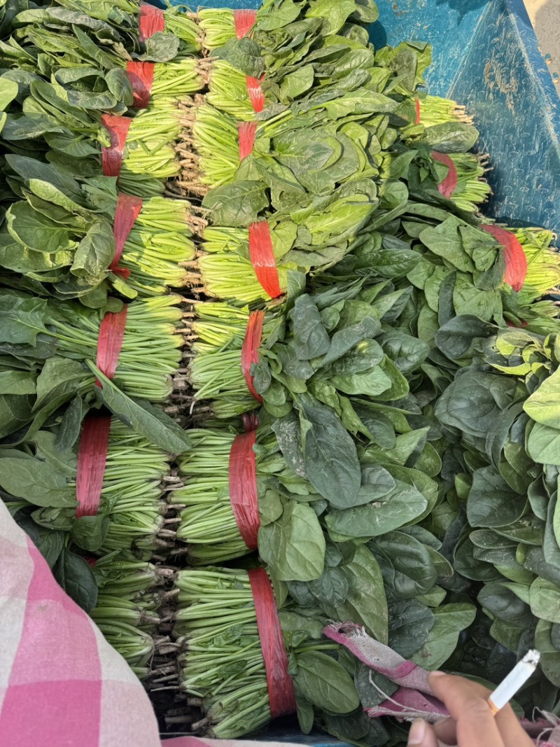 山西稷山精品大叶菠菜上市一手货源