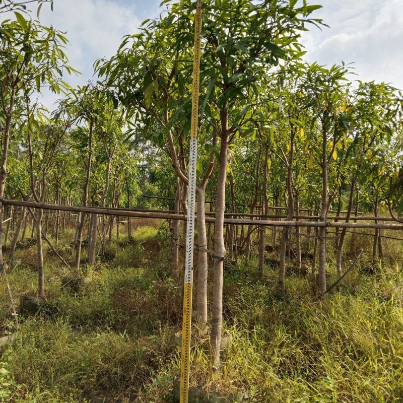 扁桃树(绿化观赏芒果树)大袋苗苗圃直发长期供货量大优惠