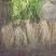 自家种植徐长卿大量出售产地直发品质保证欢迎联系