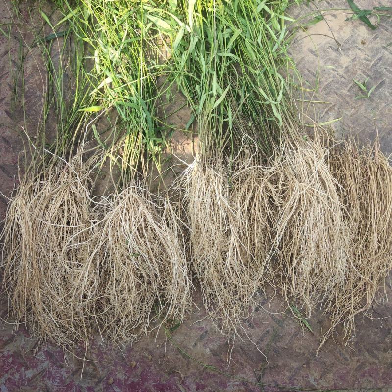 自家种植徐长卿大量出售产地直发品质保证欢迎联系