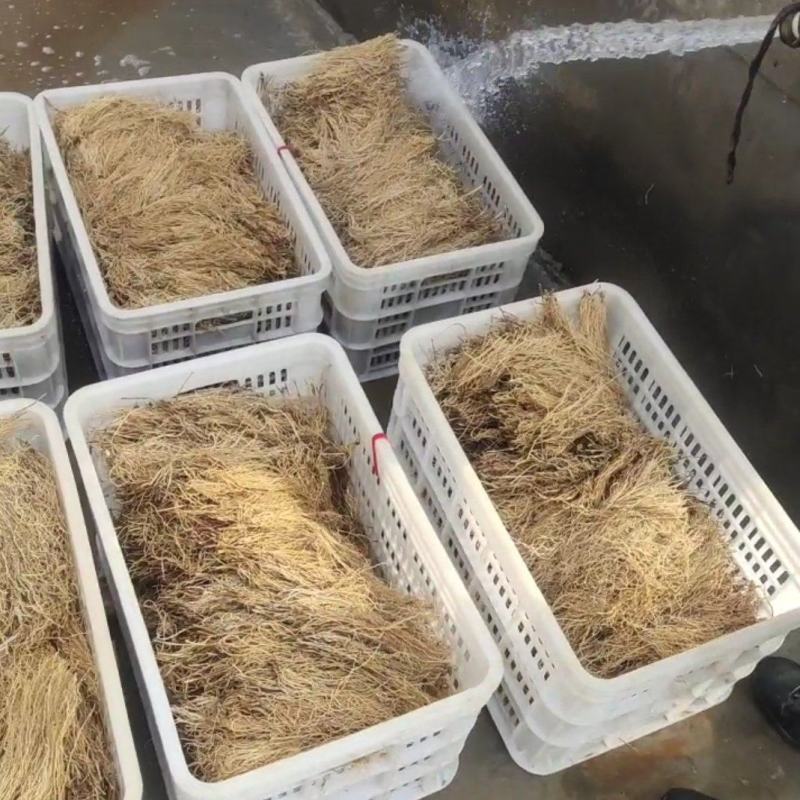 自家种植徐长卿大量出售产地直发品质保证欢迎联系