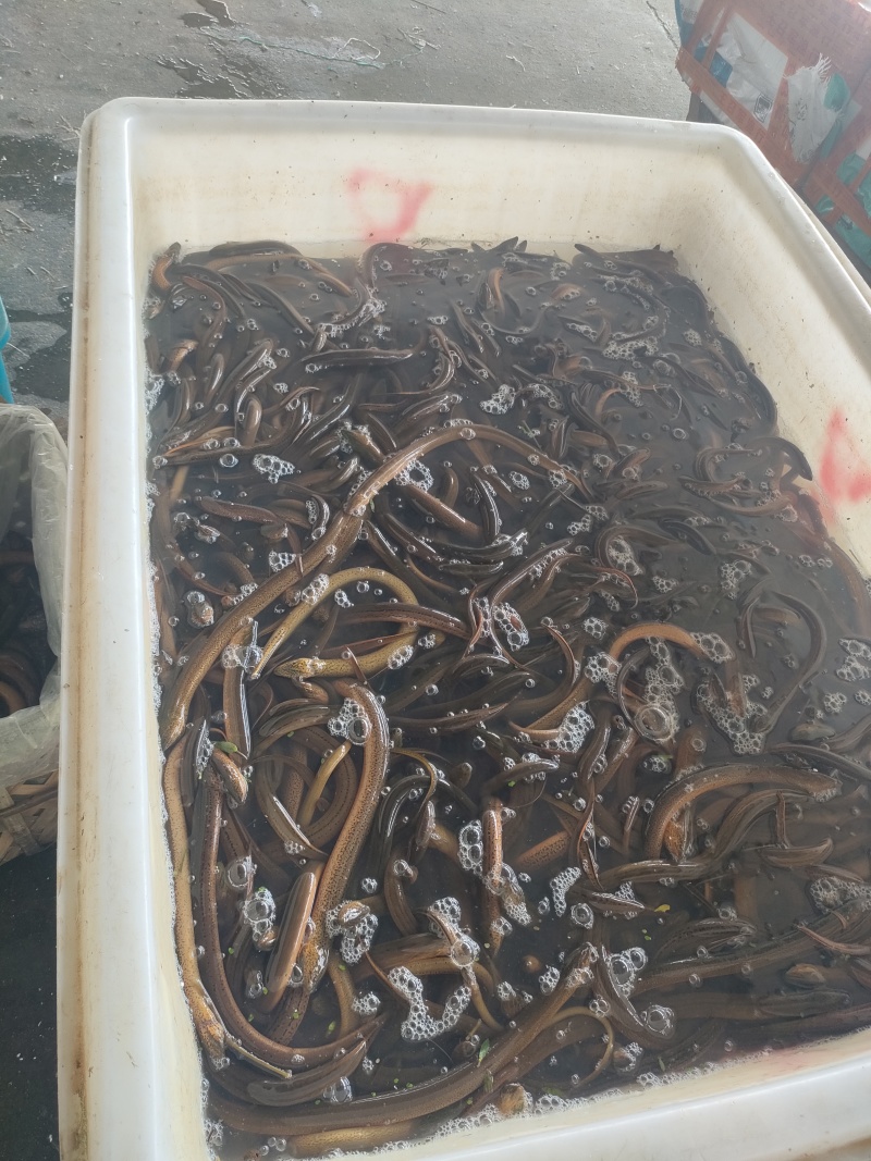 湖北黄鳝土黄鳝鳝鱼规格齐全产地直供货源充足欢迎咨询