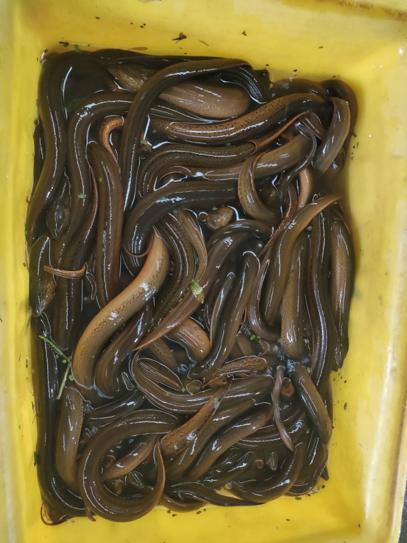 湖北黄鳝土黄鳝鳝鱼规格齐全产地直供货源充足欢迎咨询