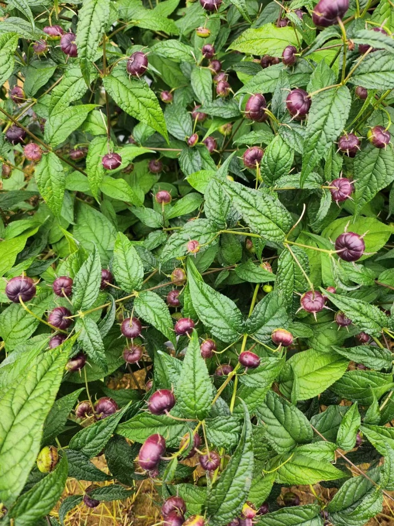 红果参，蜘蛛果，红参果，商超货，商超货，电商货，大量有货