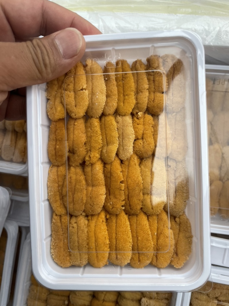 紫海胆，漂烫海胆，马粪胆，海胆