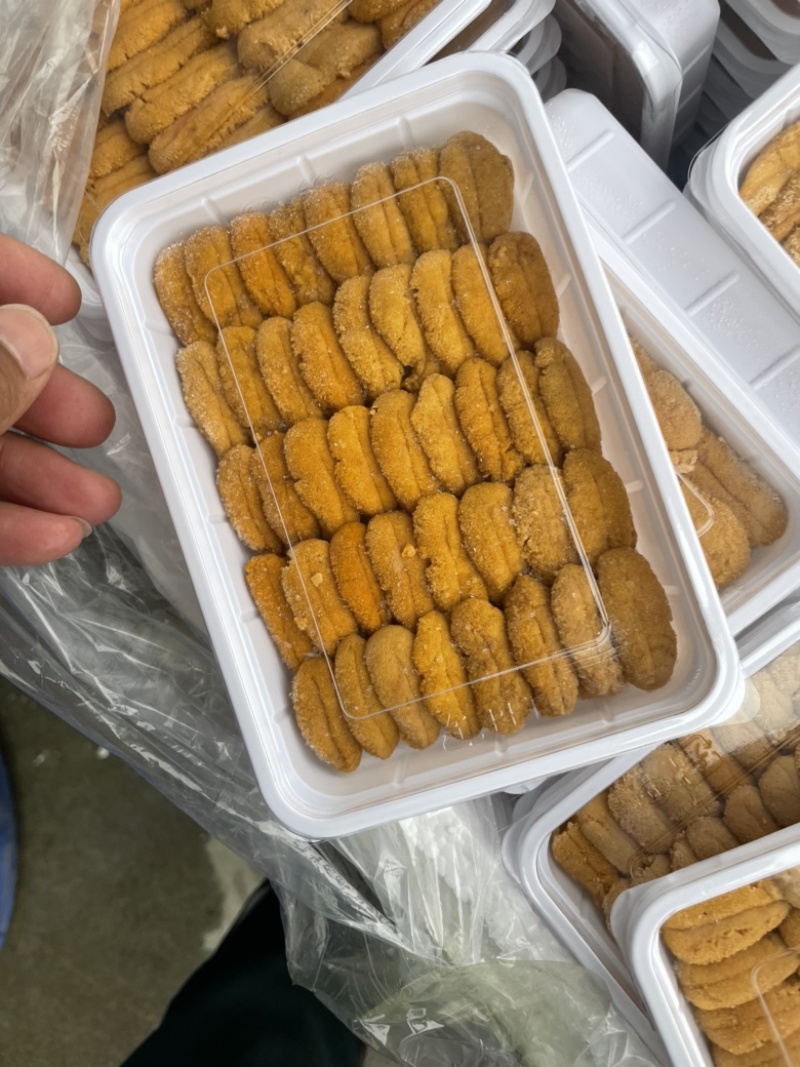 紫海胆，漂烫海胆，马粪胆，海胆
