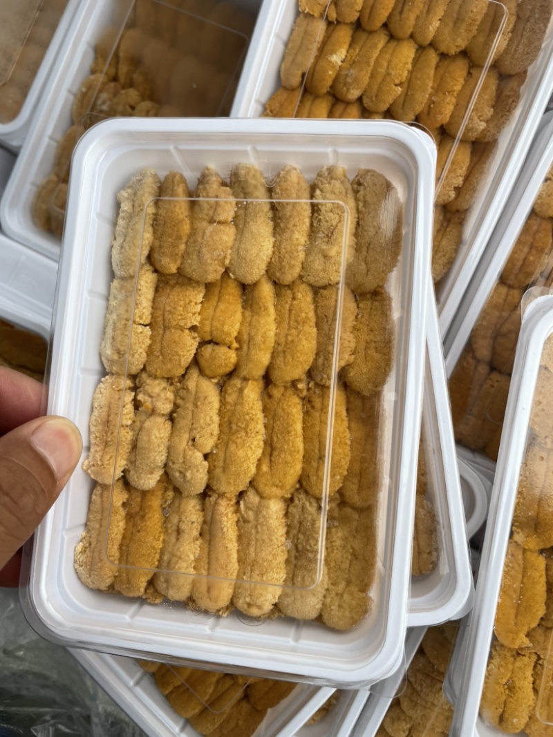紫海胆，漂烫海胆，马粪胆，海胆