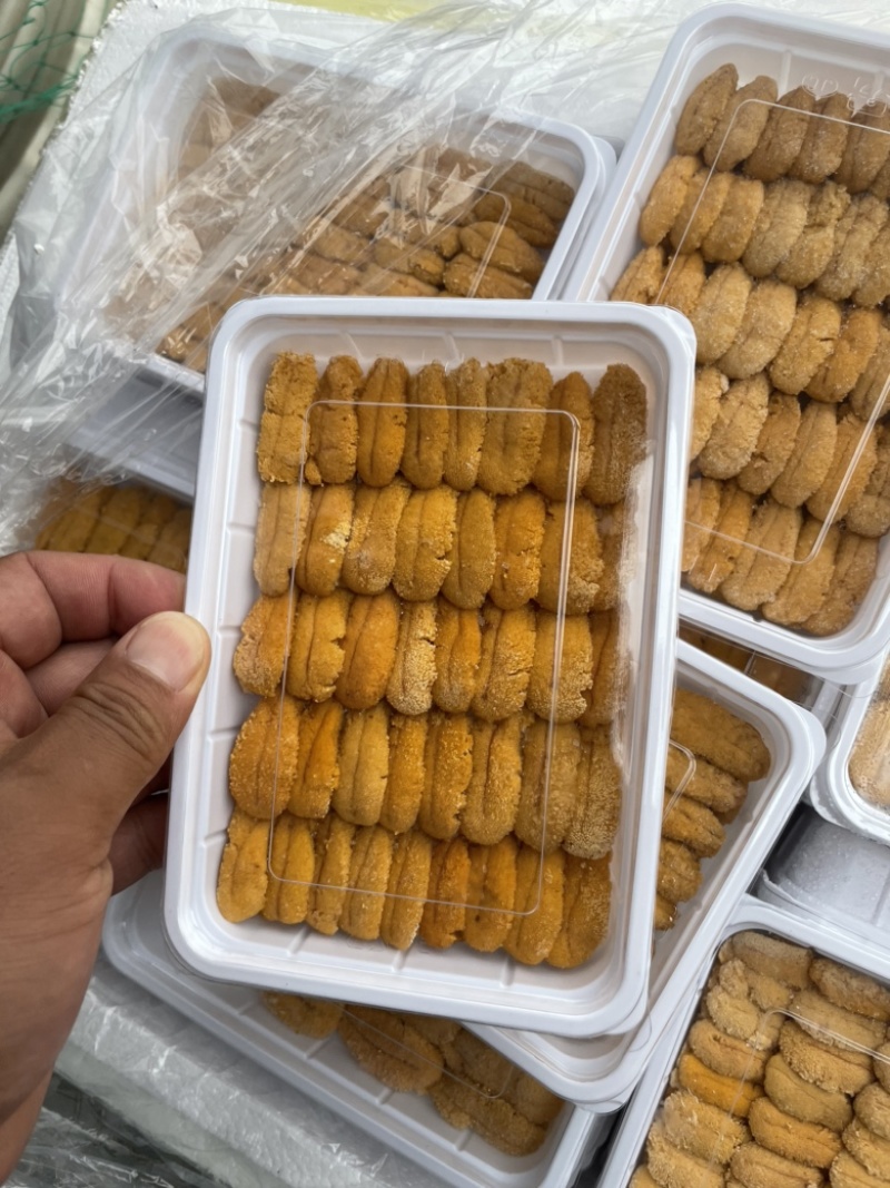 紫海胆，漂烫海胆，马粪胆，海胆