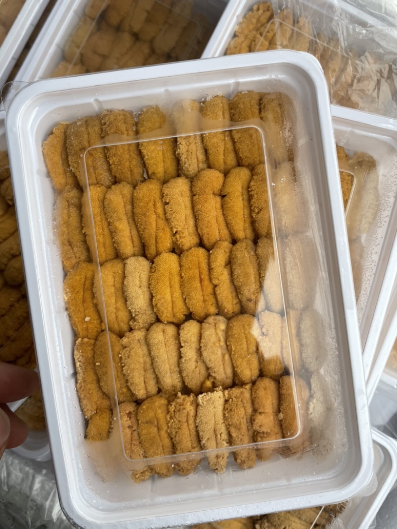紫海胆，漂烫海胆，马粪胆，海胆