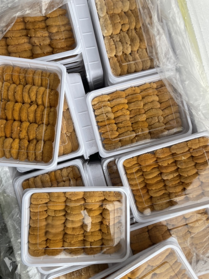 紫海胆，漂烫海胆，马粪胆，海胆