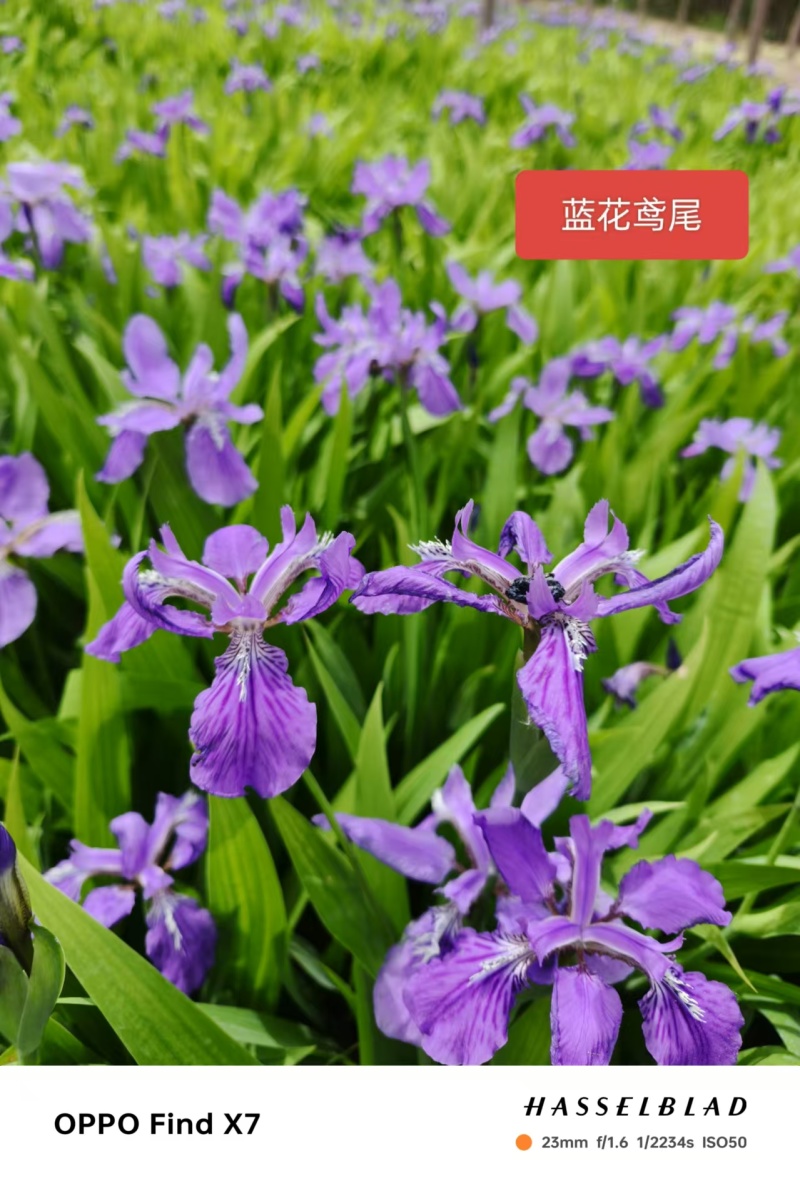 鸢尾德国鸢尾兰花鸢尾黄花鸢尾紫花鸢尾水生鸢尾各120万棵