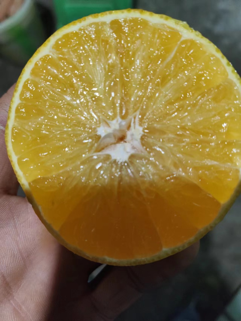 爱媛果冻橙果肉细腻化渣口感脆甜产地现摘现发对接市场电商