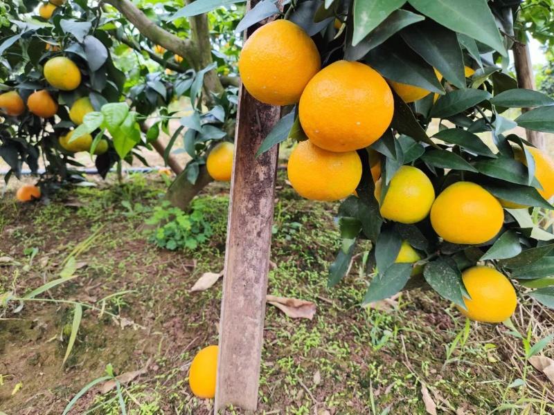 爱媛果冻橙果肉细腻化渣口感脆甜产地现摘现发对接市场电商