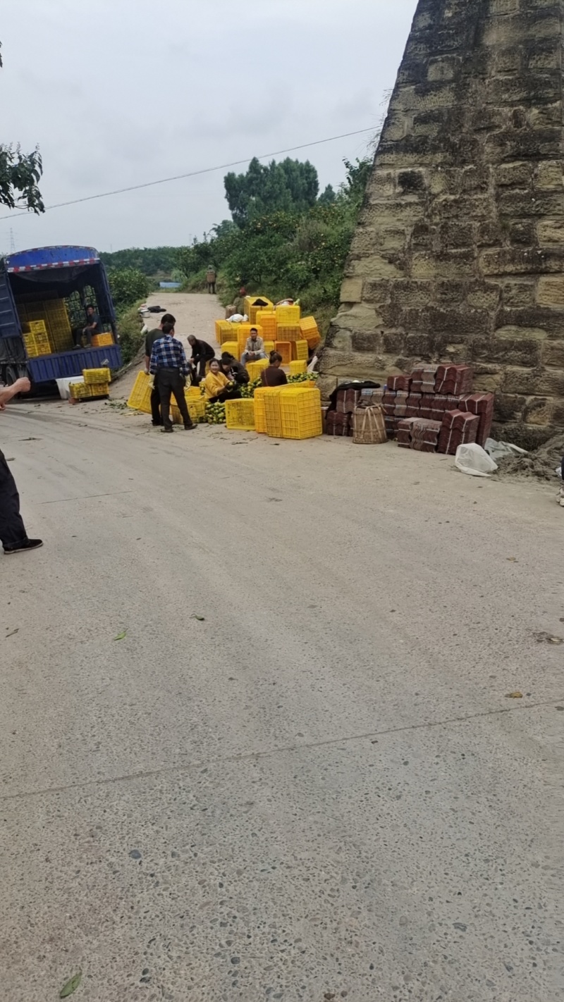 爱媛果冻橙果肉细腻化渣口感脆甜产地现摘现发对接市场电商