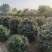 天目琼花80-1米丛生天目琼花1米天目琼花球抗寒抗冻