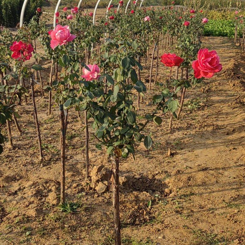 月季花月季树大花月季丰花月季高杆月季量大价美