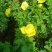 月季花月季树大花月季丰花月季高杆月季量大价美