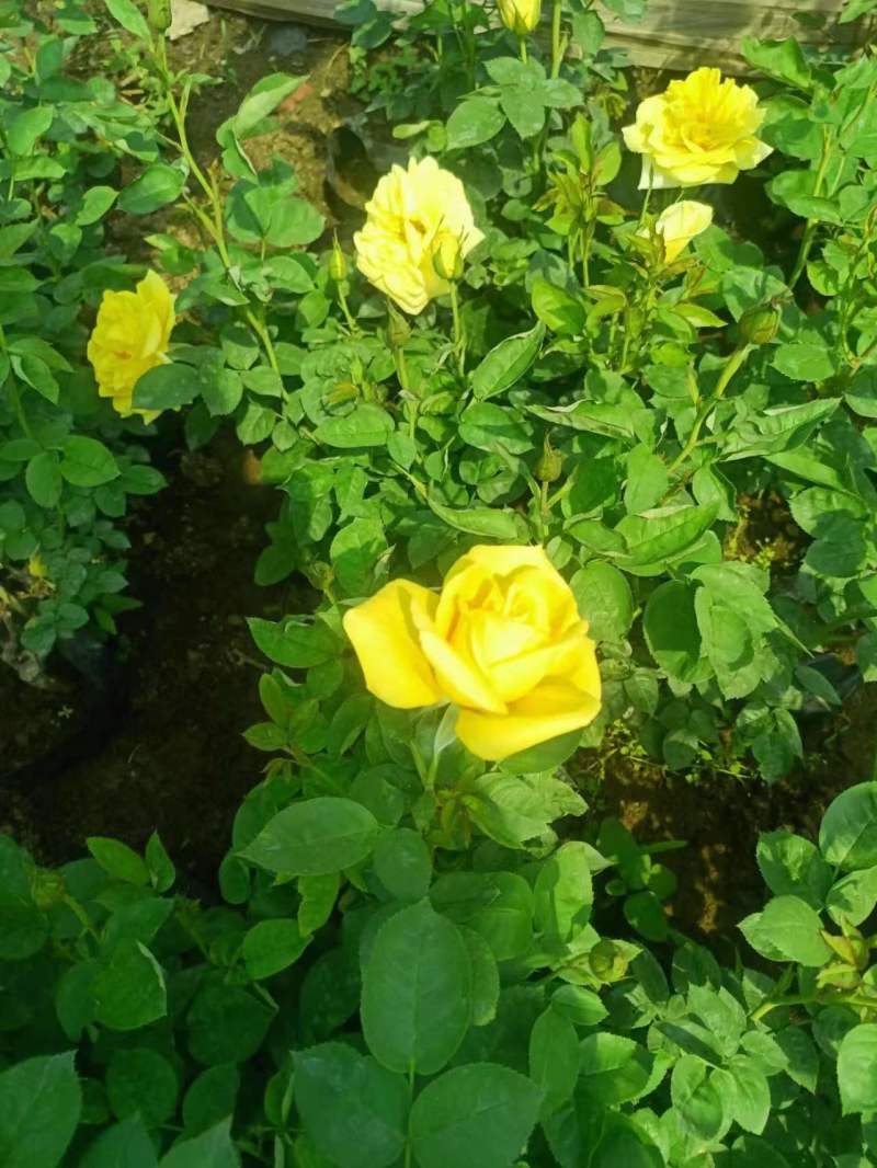月季花月季树大花月季丰花月季高杆月季量大价美
