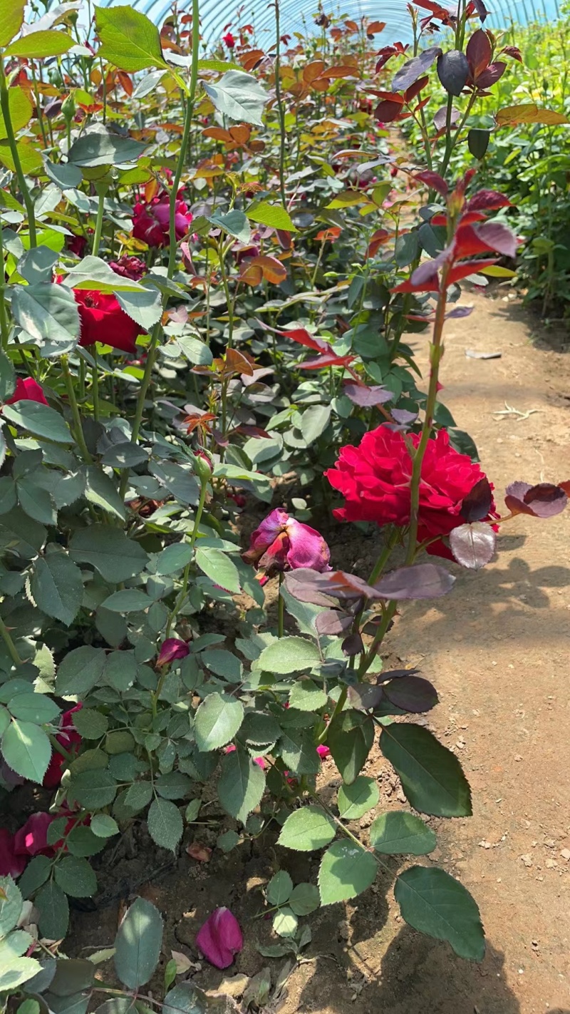月季花月季树大花月季丰花月季高杆月季量大价美