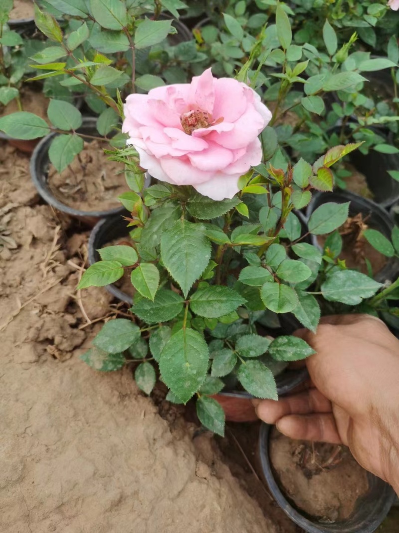 月季花月季树大花月季丰花月季高杆月季量大价美