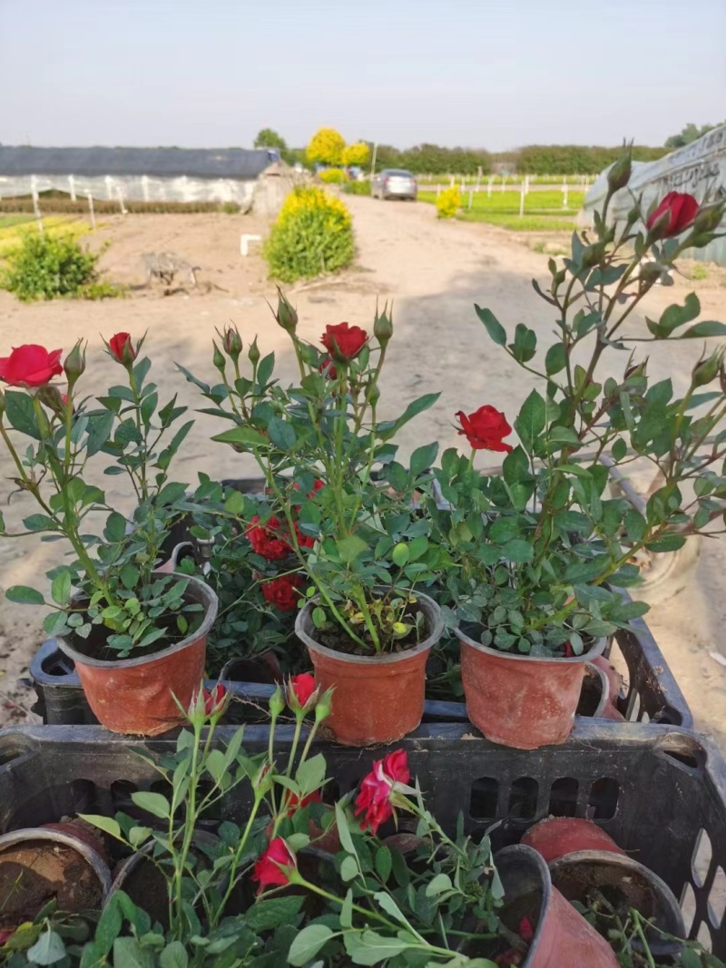 月季花月季树大花月季丰花月季高杆月季量大价美