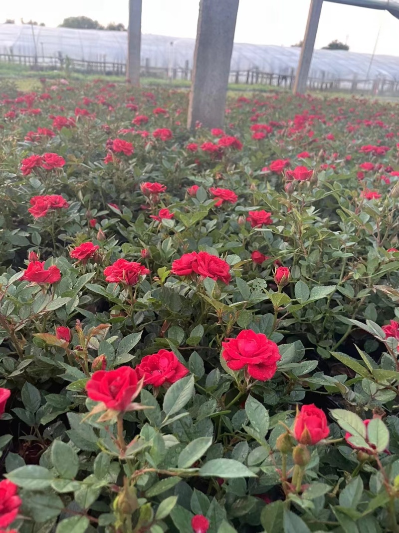 月季花月季树大花月季丰花月季高杆月季量大价美