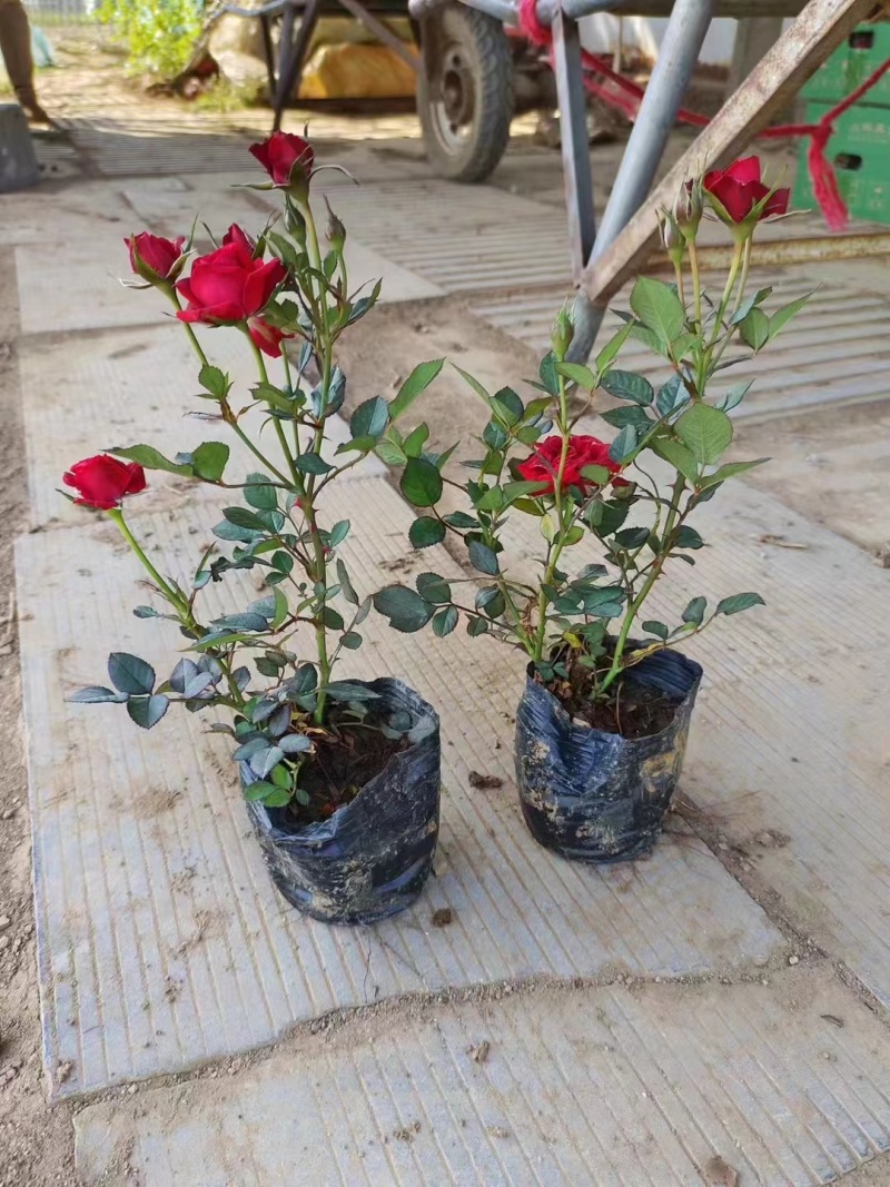 月季花月季树大花月季丰花月季高杆月季量大价美