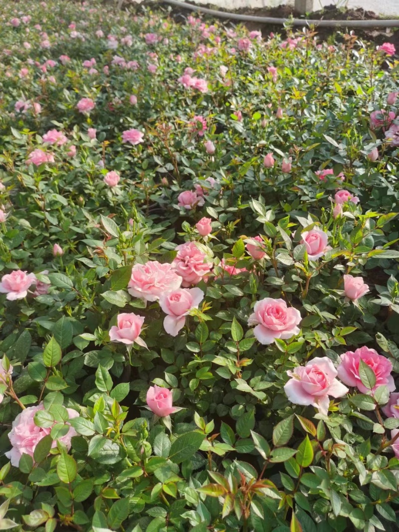 月季花月季树大花月季丰花月季高杆月季量大价美