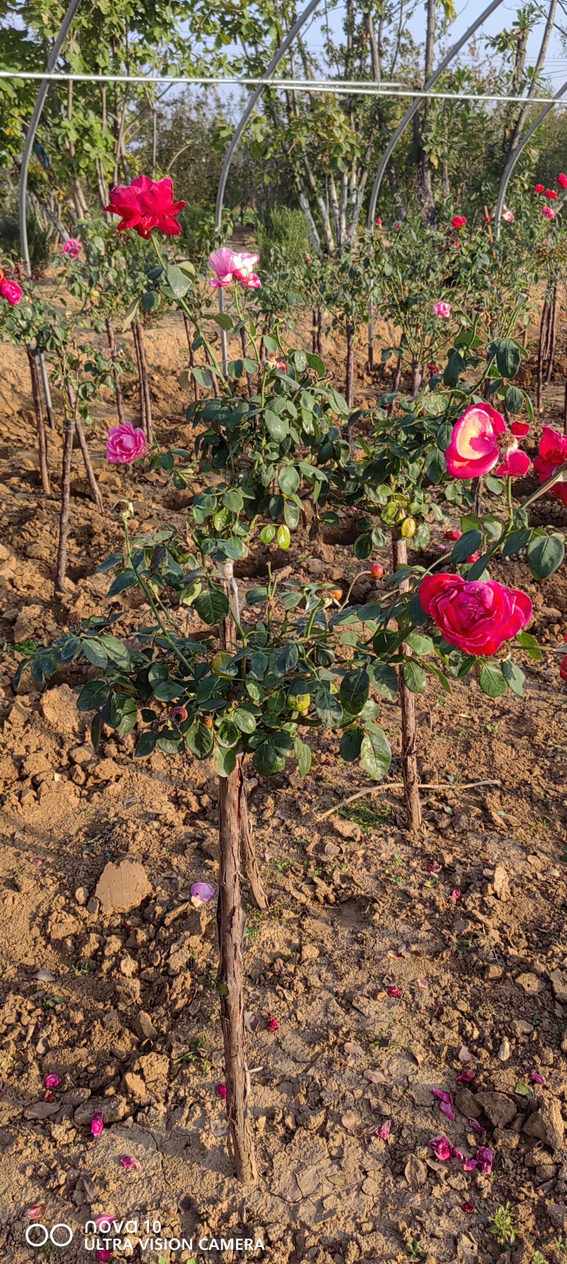 月季花月季树大花月季丰花月季高杆月季量大价美