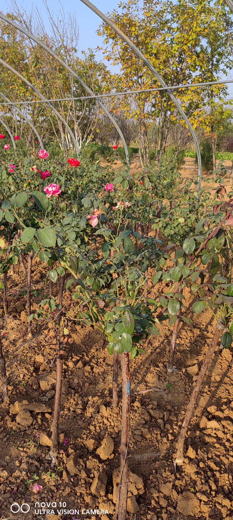 月季花月季树大花月季丰花月季高杆月季量大价美