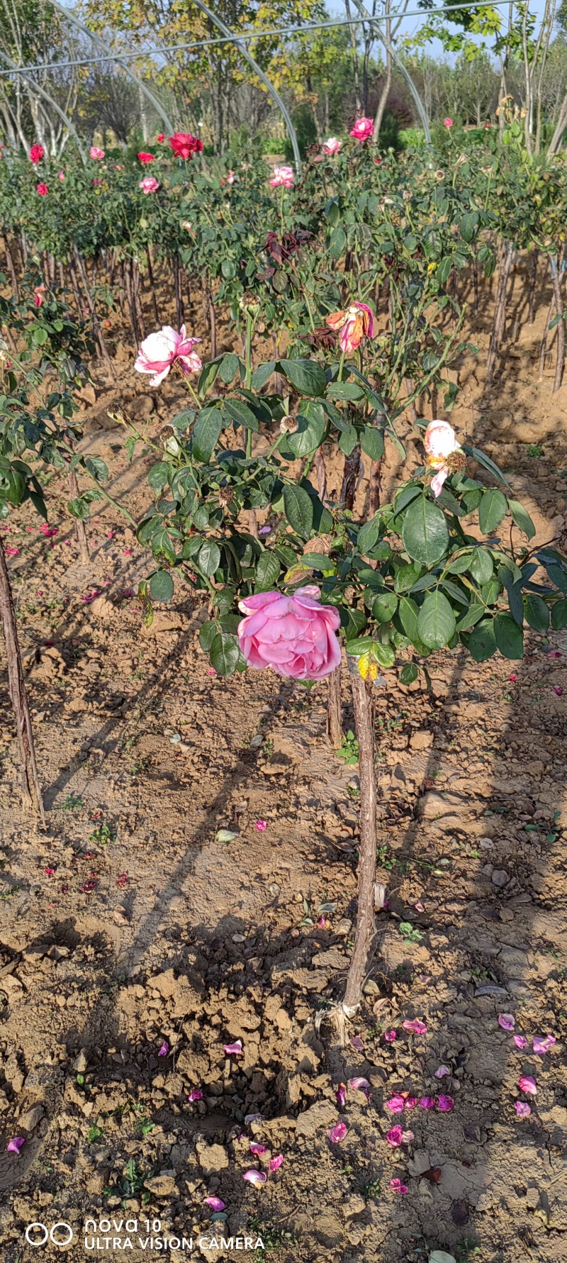月季花月季树大花月季丰花月季高杆月季量大价美